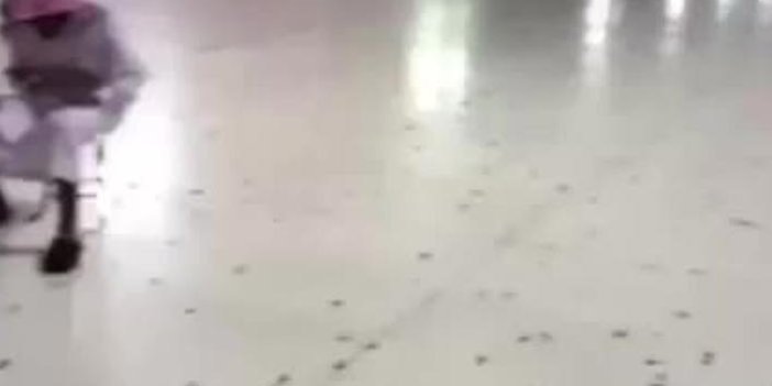 Medine'de böcekler yok edilemiyor!