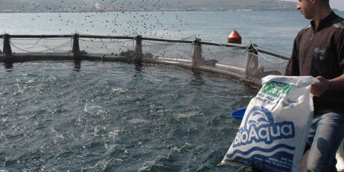 Türkiye'de avlanan balık miktarı azaldı