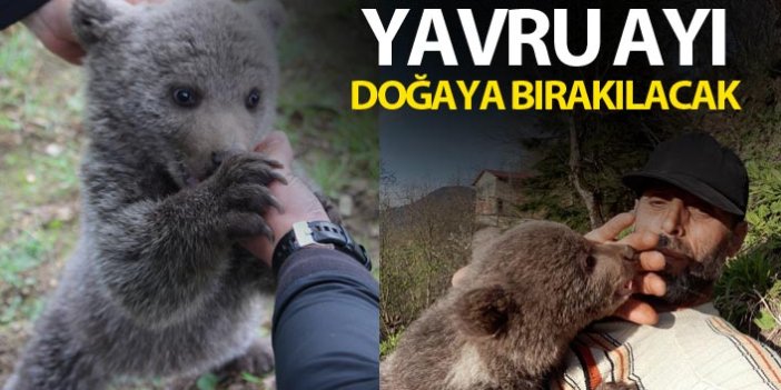 Trabzon'da bulunan Yavru ayı doğaya bırakılacak