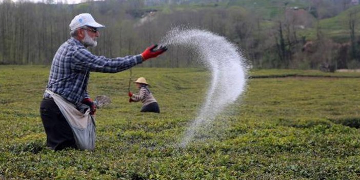 Çay üreticisi artan gübre fiyatlarından şikayetçi