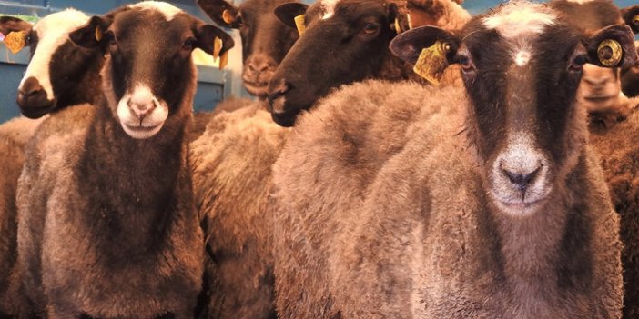 Giresun'da çiftçilere 500 koyun dağıtıldı