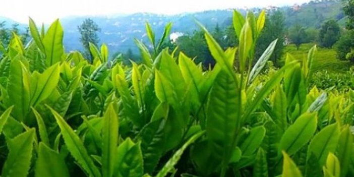 Eynesil'de üretici özel sektördeki çay fiyatından şikayetçi