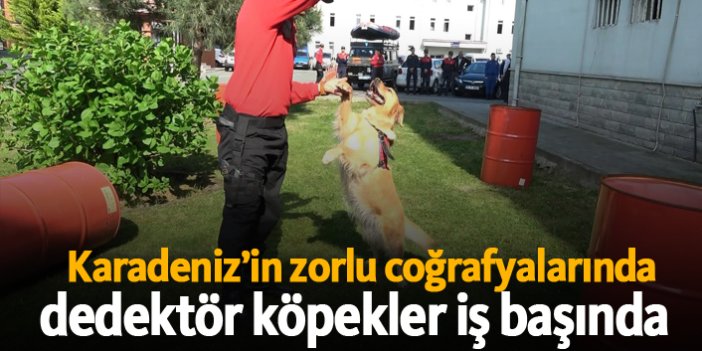 Karadeniz’in zorlu coğrafyalarında dedektör köpekler iş başında