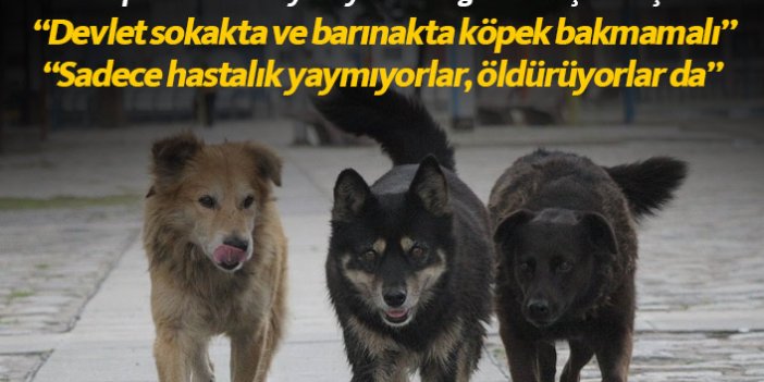 Trabzon'dan sokak köpekleriyle ilgili dikkat çeken açıklama