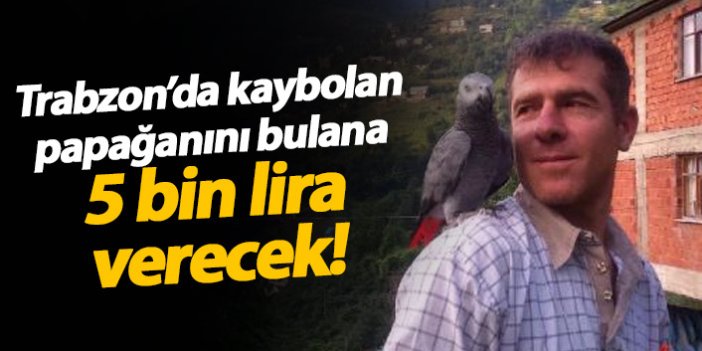 Trabzon'da kaybolan papağanını bulana 5 bin Lira verecek!