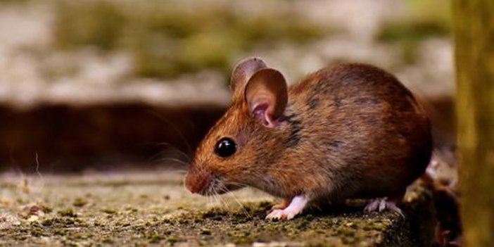 Almanya'da fare virüsü paniği