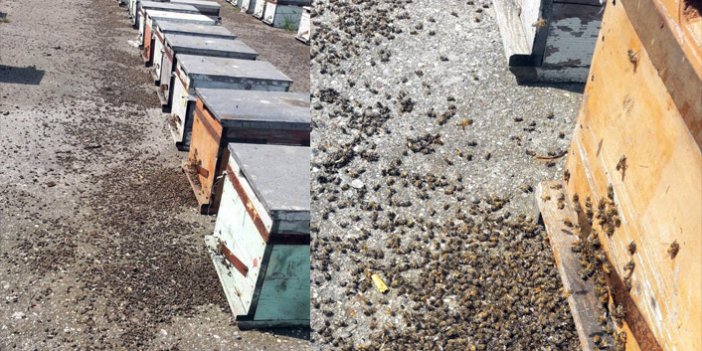 Samsun’da toplu arı ölümleri
