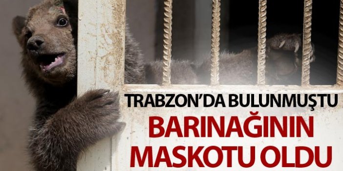 Trabzon'da bulunmuştu barınağın maskotu oldu