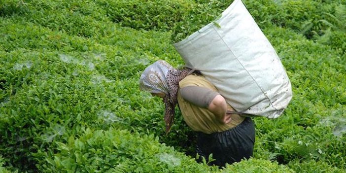 ÇAYKUR'dan son 20 yılın en yüksek yaş çay alımı