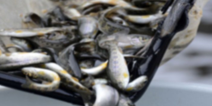 Avrupa standardında balık üretimiyle ekonomiye katkı