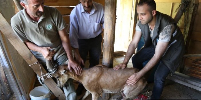 Köpeklerin saldırdığı keçiyi güvenlik görevlisi kurtardı