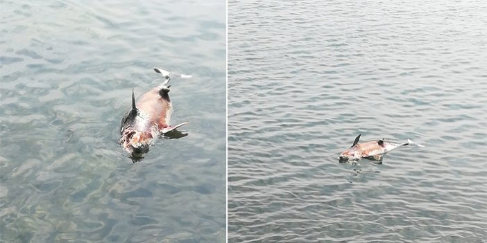 Trabzon'da karaya yunus balığı vurdu!