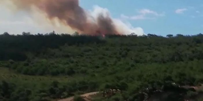 Heybeliada'da orman yangını çıktı