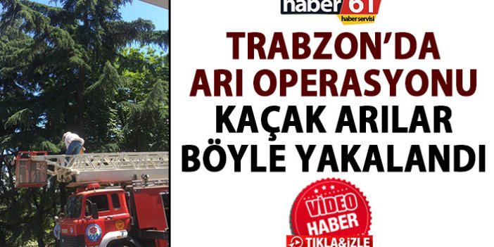 Trabzon’da arı operasyonu! Ağaçtan tek tek topladılar!
