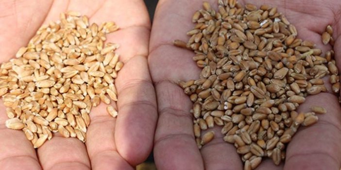 Türk tarımına yeni buğday türleri kazandırılacak