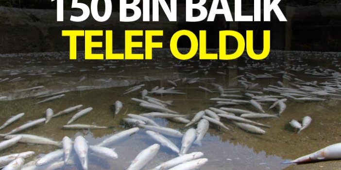 Trabzon'da 150 bin balık telef oldu, 300 bin TL’lik zarar oluştu
