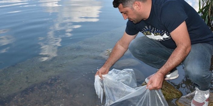 30 bin sazan yavrusu Gaga Gölü'ne bırakıldı