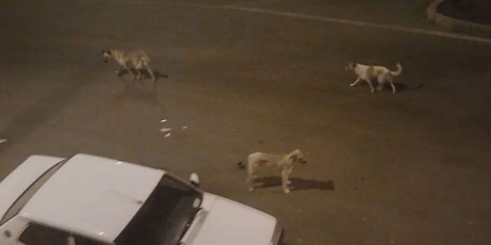 Sokak köpekleri vatandaşları korkutuyor