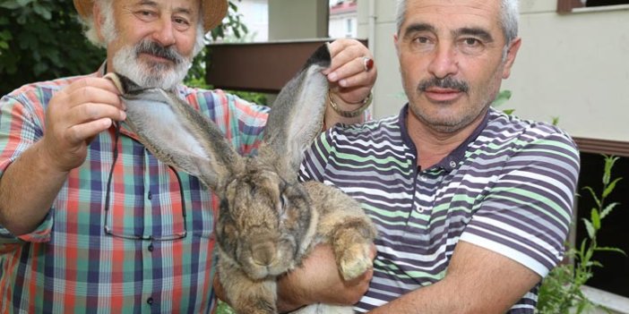 12 kiloluk tavşan ilgi odağı oldu