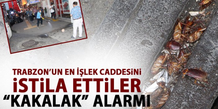 Trabzon’un en işlek caddesini 'Kakalaklar' bastı 