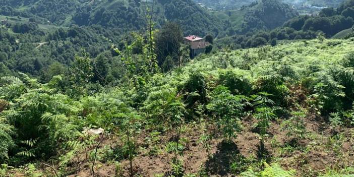 Trabzon’da uyuşturucu operasyonu, 52 kök Hint keneviri ele geçirildi. 30 Temmuz 2019