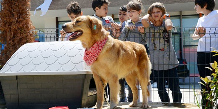 Trabzon'da her okula bir sokak köpeği