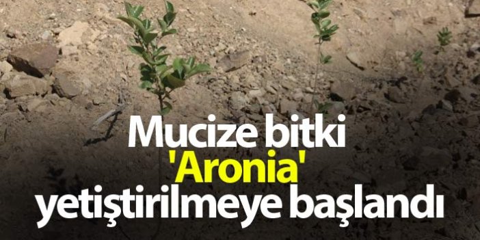 Mucize bitki 'Aronia' yetiştirilmeye başlandı