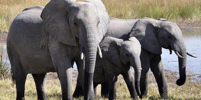 Afrika fillerinin hayvanat bahçelerine getirilmeleri yasaklandı