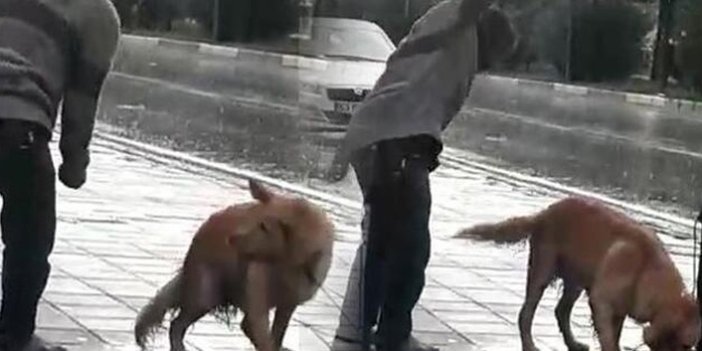 Sağanak yağmurda köpeği yumrukladı