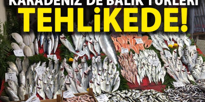 Karadeniz'de balık türleri tehlikede!