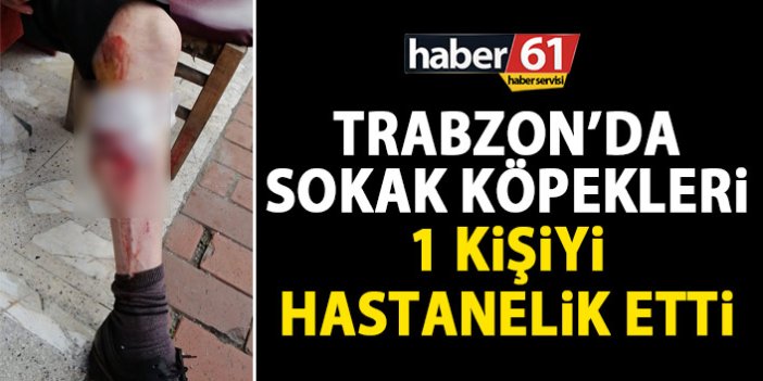 Trabzon’da sokak köpekleri 1 kişiyi hastanelik etti