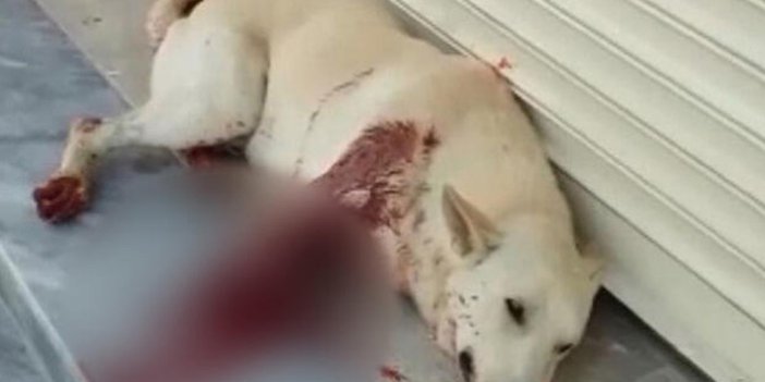 Sesinden rahatsız olduğu köpeği av tüfeği ile vurdu