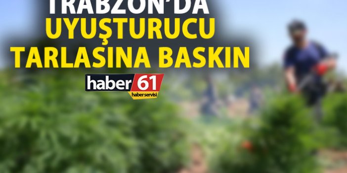 Trabzon’da uyuşturucu tarlasına baskın!