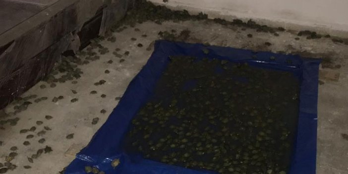 Sarp Sınırı'nda 2 bin 500 kaplumbağa ele geçirildi