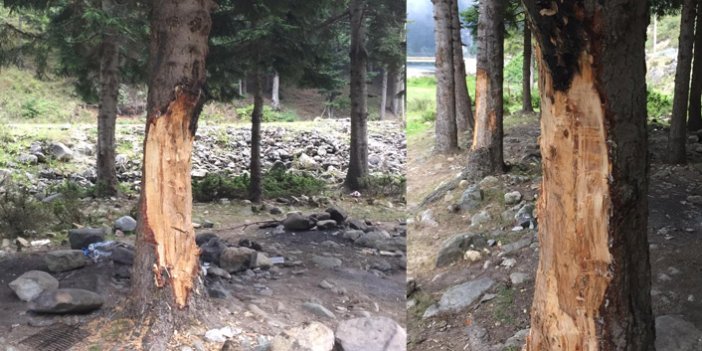 Trabzon'da çıra için 70 yıllık ağaçlara zarar verdiler
