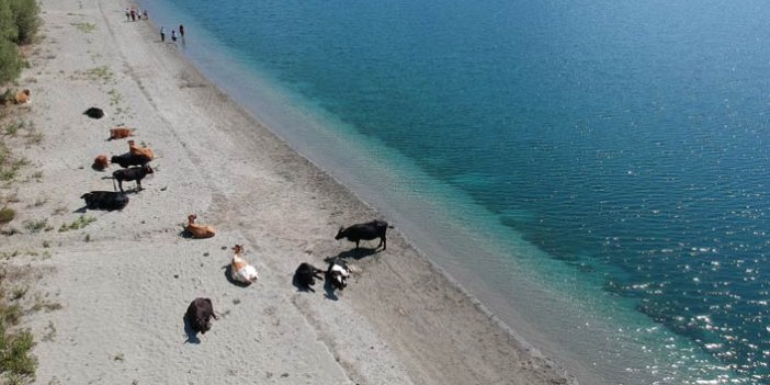 Göl kıyısında yatan inekler herkesi şaşırttı!