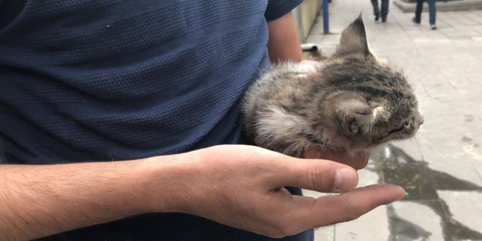 Araç motoruna giren yavru kedi kurtarıldı