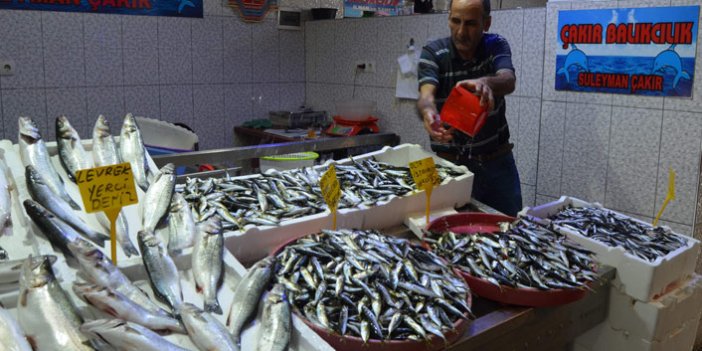 Trabzon'da yerli hamsi balıkçıları endişelendirdi