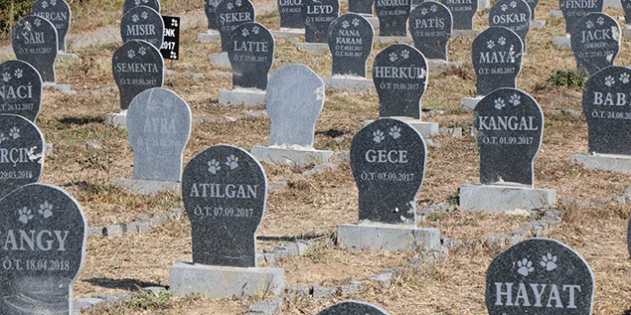 Samsun'da hayvan mezarlığı!