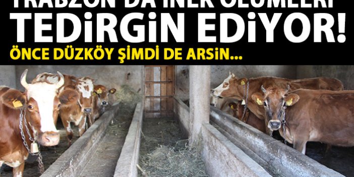  Trabzon’da inek ölümleri tedirgin ediyor