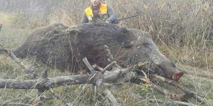 Doğu Karadeniz'de yaban domuzlarının büyüklüğü şaşırtıyor