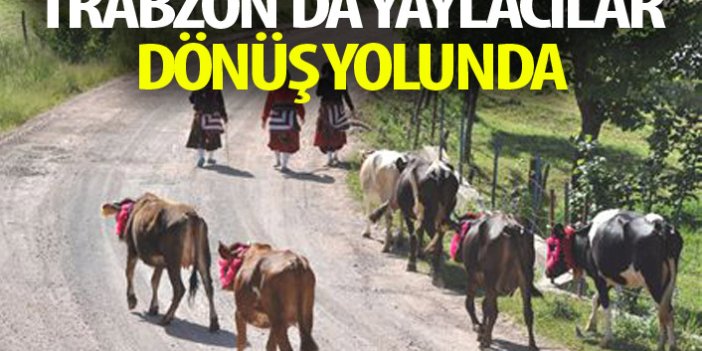 Trabzon'da yaylacılar dönmeye başladı