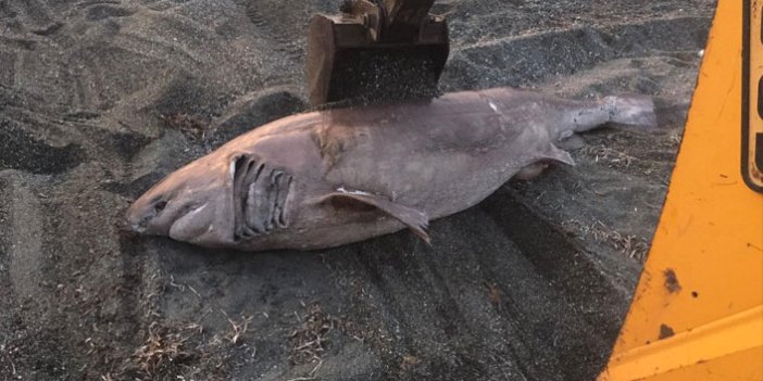 İzmir’de yarım tonluk köpek balığı karaya vurdu