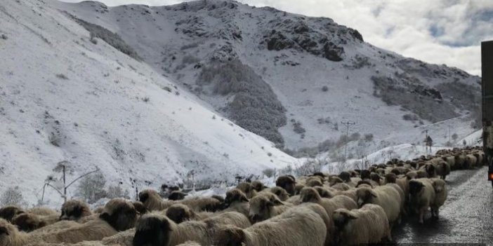Kar altında koyunların dönüşü başladı