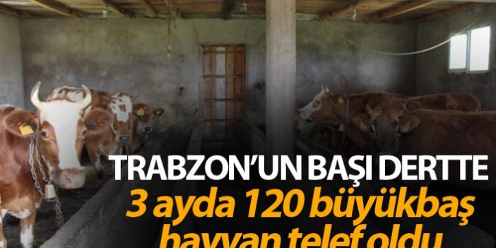 Trabzon'un başı dertte - 3 ayda 120 büyükbaş hayvan telef oldu
