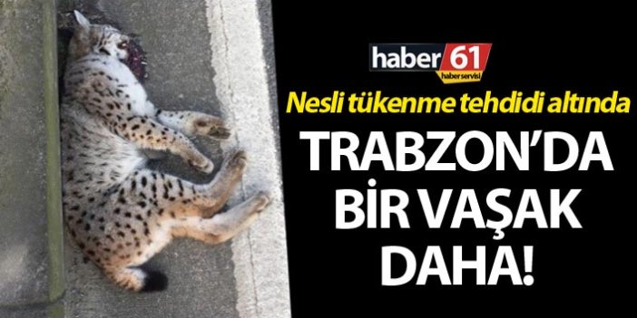 Trabzon'da bir vaşak daha öldü!