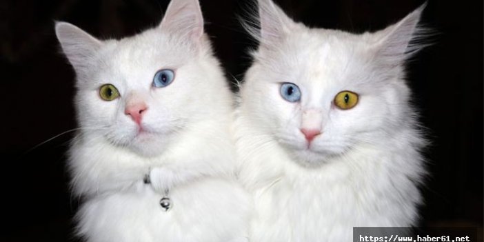 Van kedilerinin dünya çapında popülerliği arttı