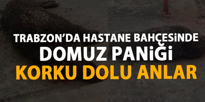 Trabzon'da hastanenin bahçesine domuz düştü!