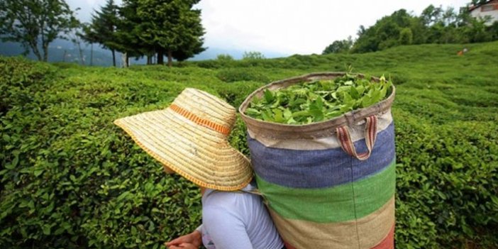 Rize'den 11 ayda 7,2 milyon dolarlık çay ihraç edildi