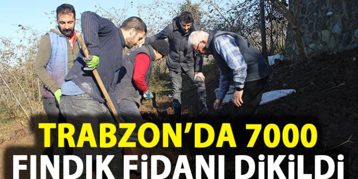 Trabzon'da 7 bin fındık fidanı dikildi